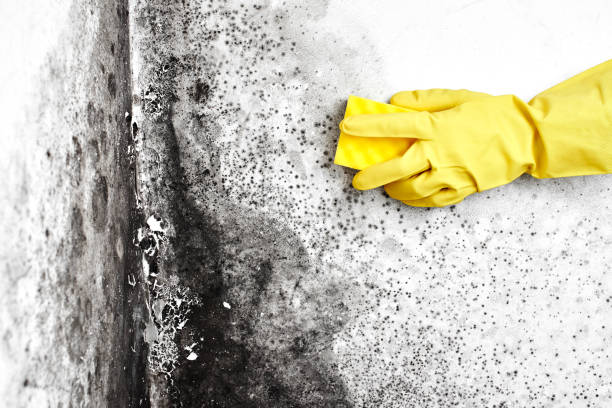 Best Crawl Space Mold Remediation  in Lake Mary Jane, FL
